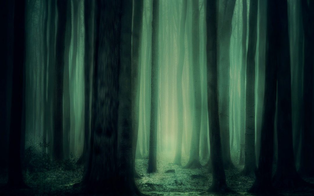 The Dark Forest